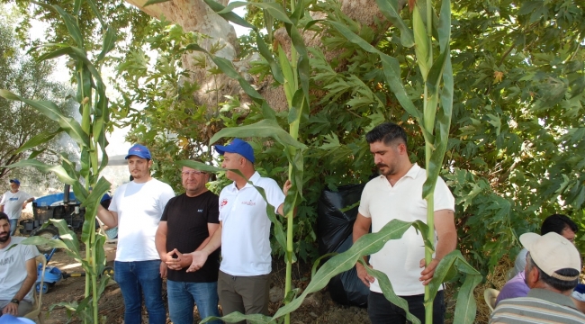Silajlık Mısırda Yeni Ürün Tanıtımı