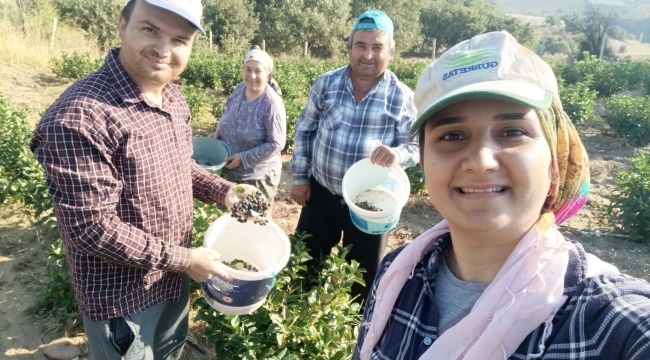 Gördes'in İlk Aronya Bahçesi Kuruldu