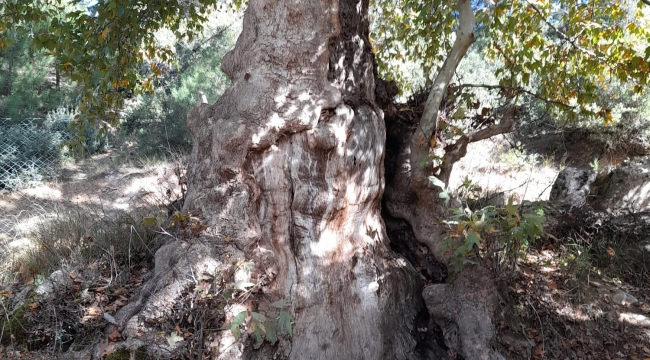 Beğel'de 1000 Yıllık Çınar