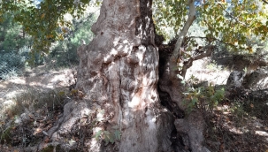 Beğel'de 1000 Yıllık Çınar