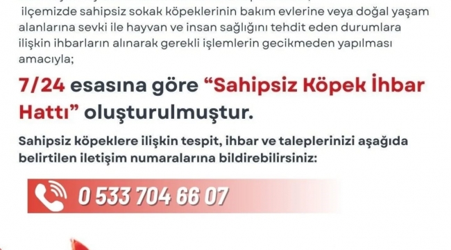 Sahipsiz Köpekler İçin İhbar Hattı Açıldı