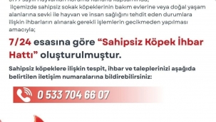Sahipsiz Köpekler İçin İhbar Hattı Açıldı