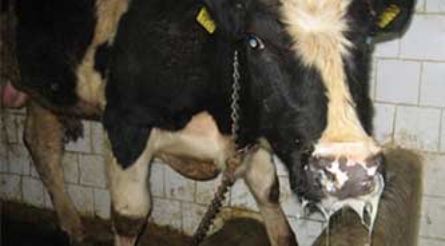 Şap Hastalığı İçin Alarm Verildi