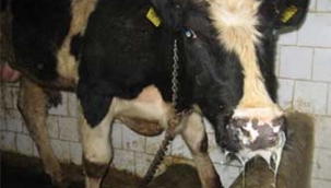 Şap Hastalığı İçin Alarm Verildi