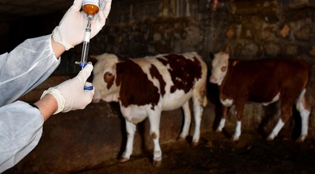 Şap Hastalığı Nedeniyle 40 Mahalle Karantinaya Alındı