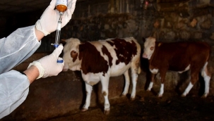 Şap Hastalığı Nedeniyle 40 Mahalle Karantinaya Alındı