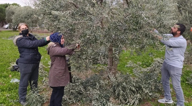 Zeytin Üreticilerine Uyarı: "Ocak'ta Budama Yapmayın"