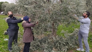 Zeytin Üreticilerine Uyarı: "Ocak'ta Budama Yapmayın"
