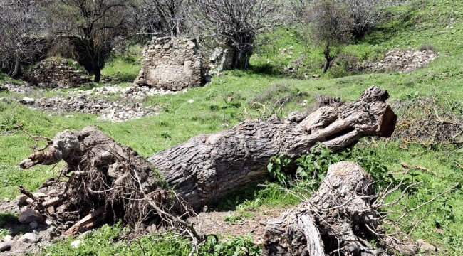O Tarihi Ağaç'tan Hüzünlü Veda 