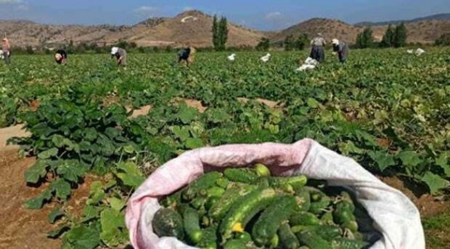 Salatalık Üreticisine Büyük Darbe