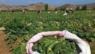 Salatalık Üreticisine Büyük Darbe