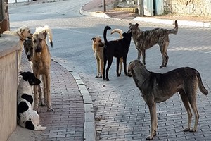 Gördes'te Sahipsiz Köpek İstilası