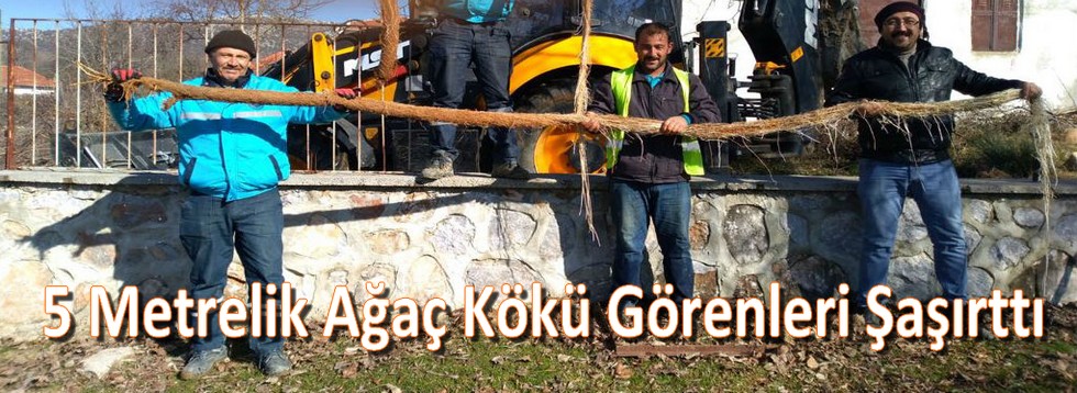 5 Metrelik Ağaç Kökü Görenleri Şaşırttı