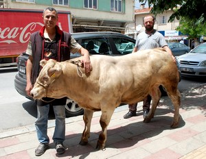 6 Aylık Dana Diyen Yalan Söylemiş