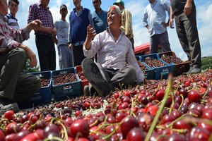 Kiraz Üreticisi Perişan Oldu