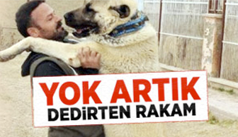 Dudak uçuklatan Kangal fiyatı