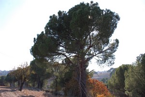 Fıstık Çamlarına Ne Oldu?