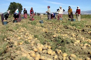 Patates Üreticisi Ne Yapsın?