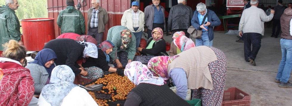 Karakeçili'de Ceviz Hasat Günü