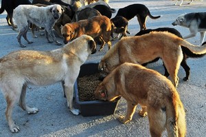 Sokak Hayvanları İçin Genelge