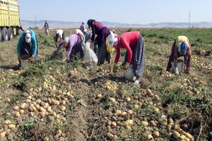 Patates Üreticisi Tuş Oldu