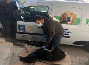 Belediyeden Sokak Hayvanları Konusunda Açıklama