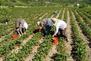 Gördes Tarımında Yıl Zararına Çalıştı