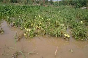 Tarımda Yaz Sancısı