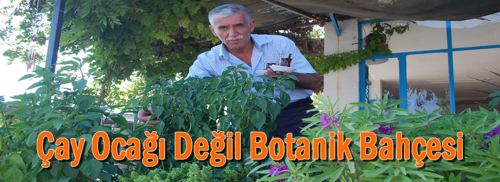 Çay Ocağı Değil Botanik Bahçesi