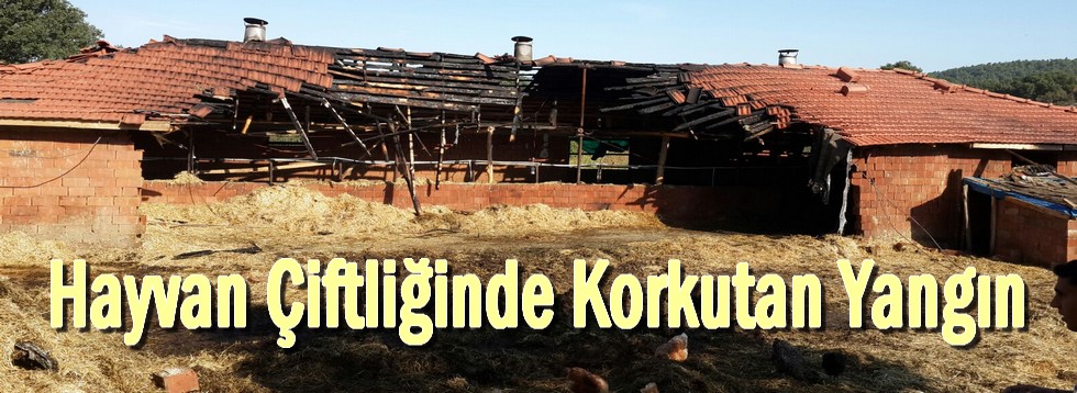 Hayvan Çiftliğindeki Yangın Korkuttu