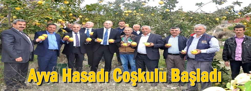 Ayva Hasadı Coşkulu Başladı