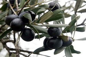 Zeytin Üreticisi Yıldan Memnun