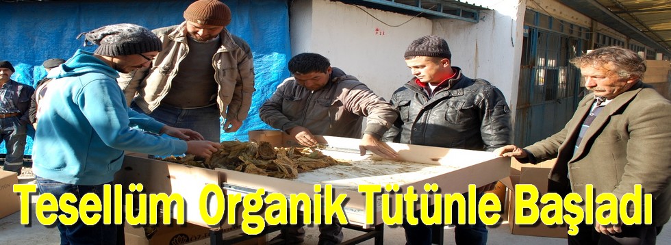 Tesellüm Organik Tütünle Başladı