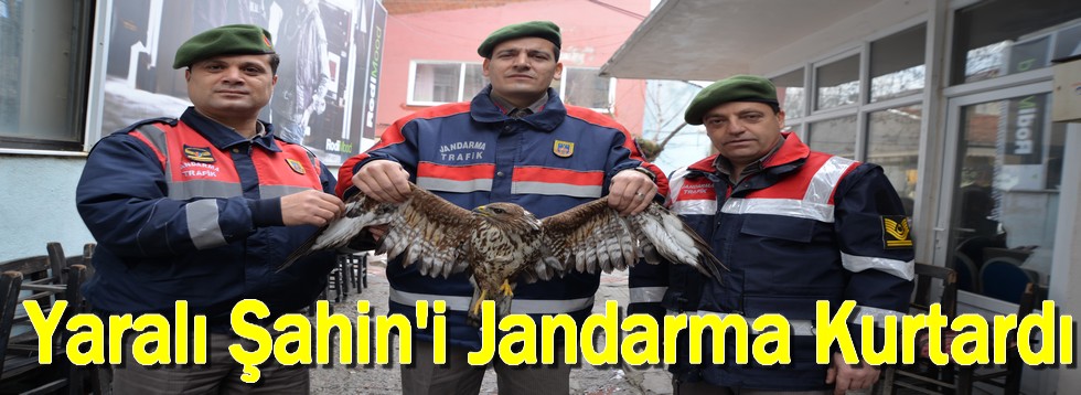 Yaralı Şahin'i Jandarma Kurtardı