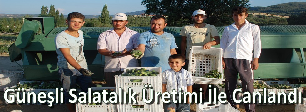 Güneşli Salatalık Üretimi İle Canlandı