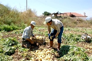 Patates Üreticisi Tuş Oldu