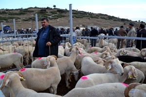 Kurbanlık Piyasasının Ateşi Yüksek