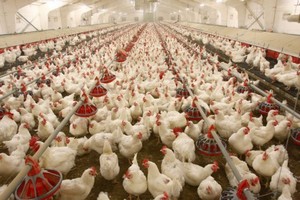 Tavuk Üreticileri Zor Durumda