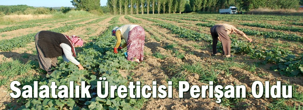 Salatalık Üreticisi Perişan Oldu