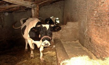 İnek Hırsızları İşbaşında