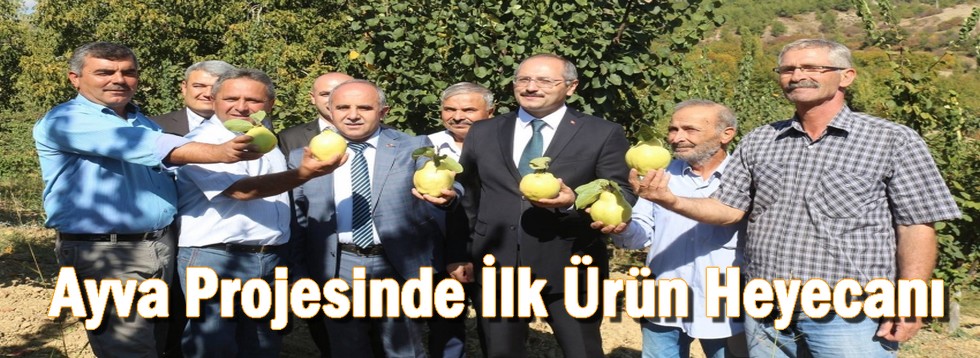 Ayva Projesinde İlk Ürün Heyecanı