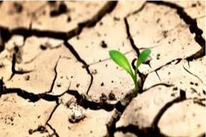 Yağış Yok Çiftçi Kaygılı