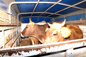 Jandarma Hayvan Hırsızlarını Nasıl Yakaladı?