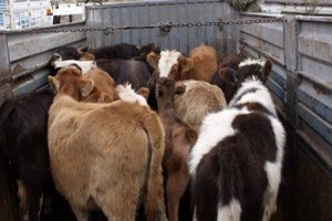 6 Büyükbaş Hayvan Nasıl Çalındı?