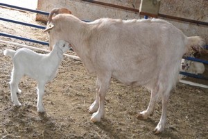 Sürü Sahiplerinde Agalaksi Sıkıntısı