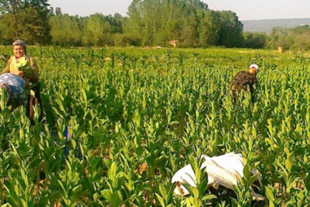 Bu Fiyatlara Çiftçilik Nasıl Yapılır?