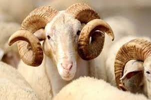 Kurbanlık Fiyatları Cep Yakıyor