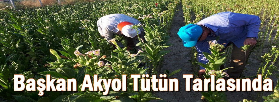 Başkan Akyol Tütün Tarlasında