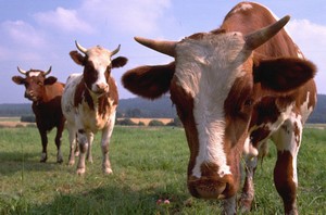 Şap Hastalığında 2020 Hedefi