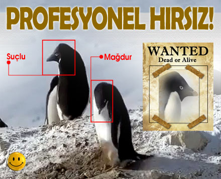 Hırsız penguen